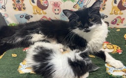 Mixed Breed cats for sale: Long haired girl fluffy Kittens  - Image 19