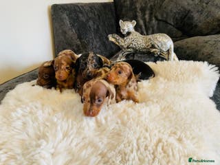 Miniature Dachshund dogs Miniature dachshund - Advert 3