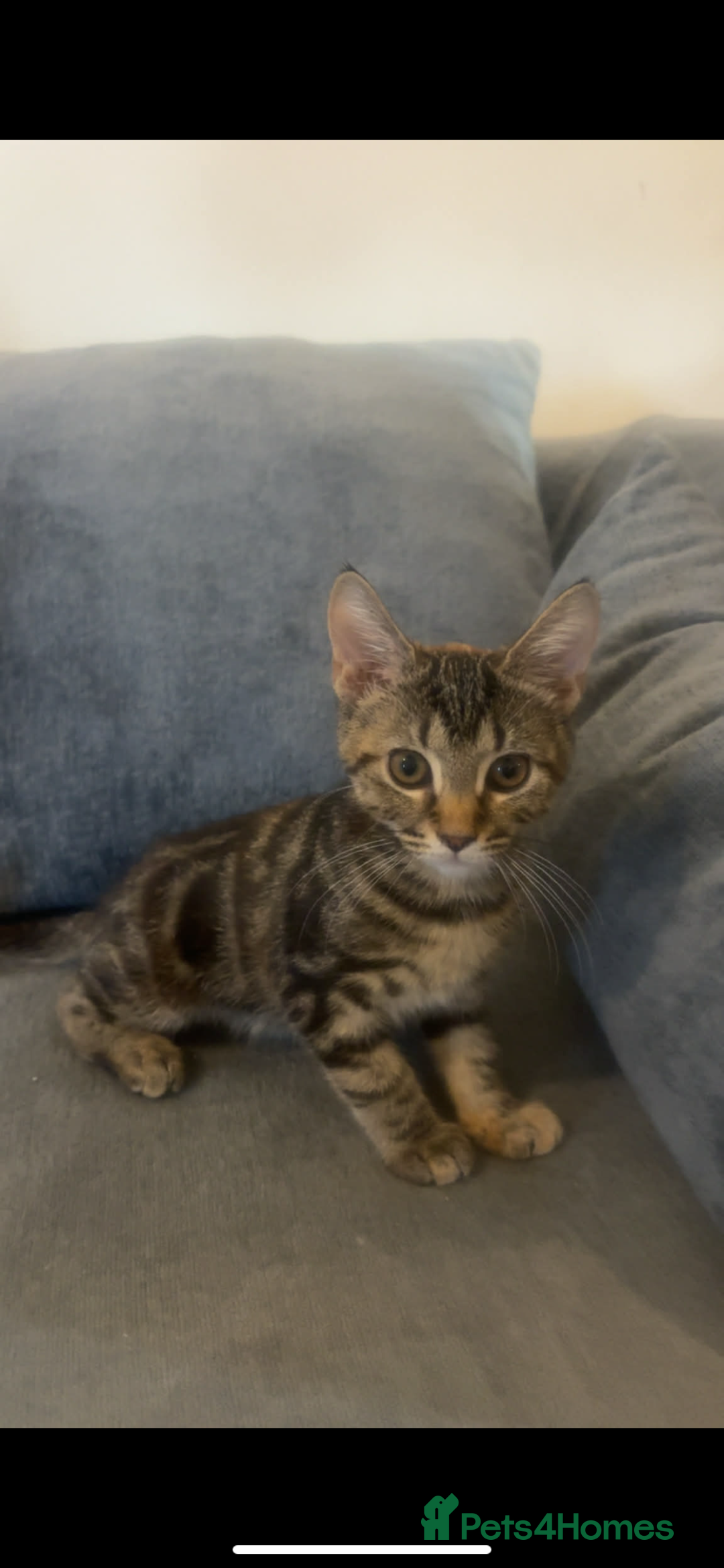 Mixed Breed cats for sale: 13-14 week old kittens - Advert 4