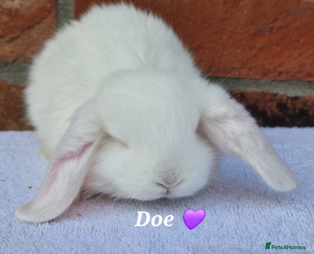 French Lop rabbits for sale: Beautiful French Lops - Image 6