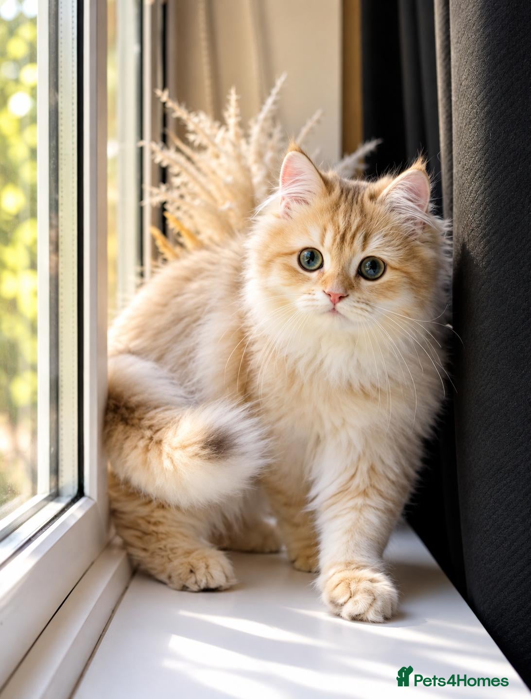 British Shorthair cats Rare Gorgeous GCCF Lilac & Chocolate Golden Kitten - Advert 2