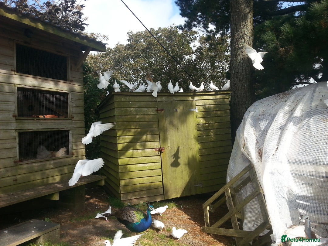 Doves birds for sale: Pure White Strait Tailed Doves - Advert 4