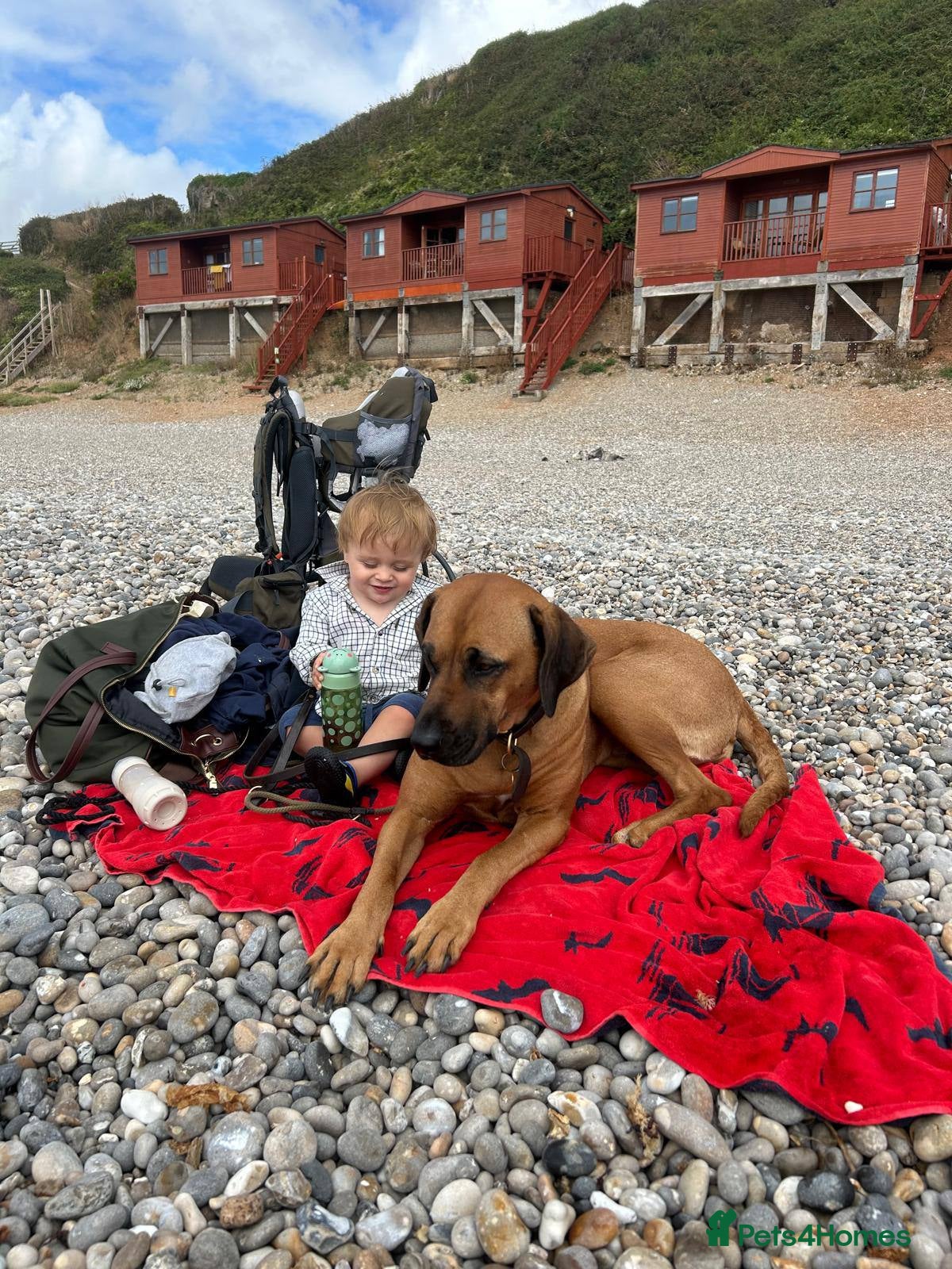 Rhodesian Ridgeback dogs for sale: Waiting List Open - Due 12th June in Melksham - Advert 13