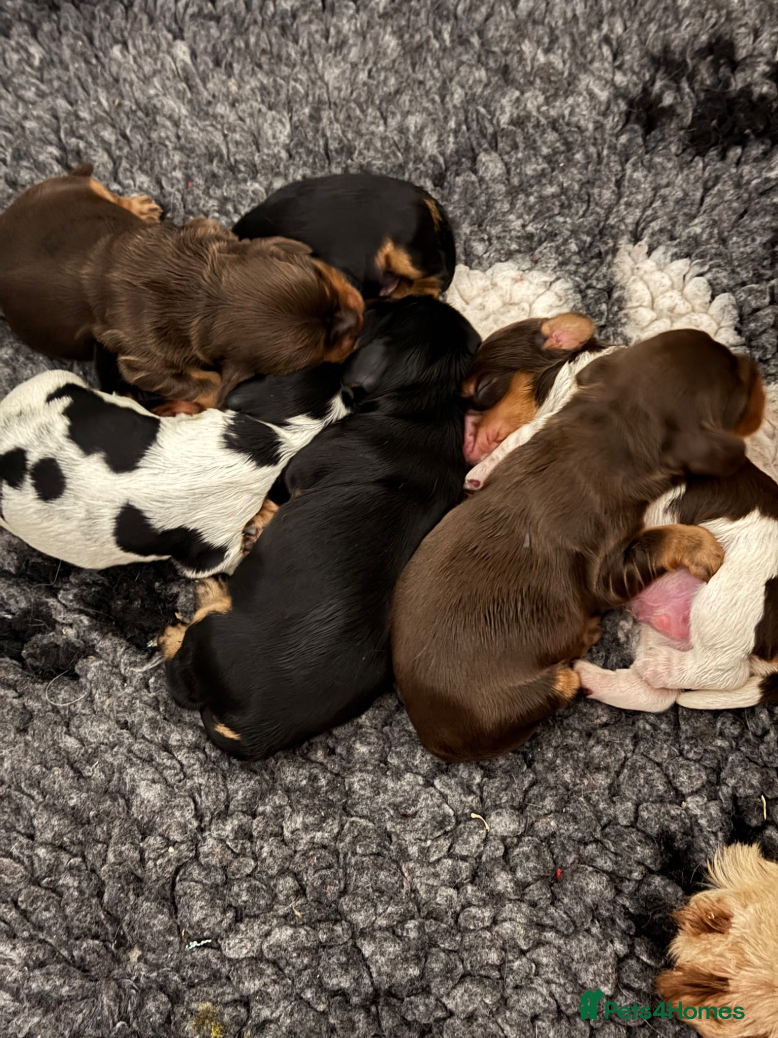 Cocker Spaniel dogs for sale: Show type English cocker spaniel puppies  - Advert 1