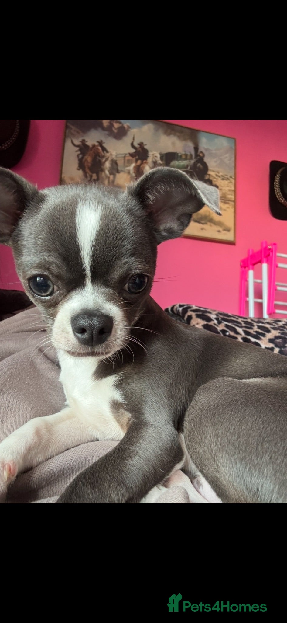 Chihuahua dogs Chihuahua  - Advert 12