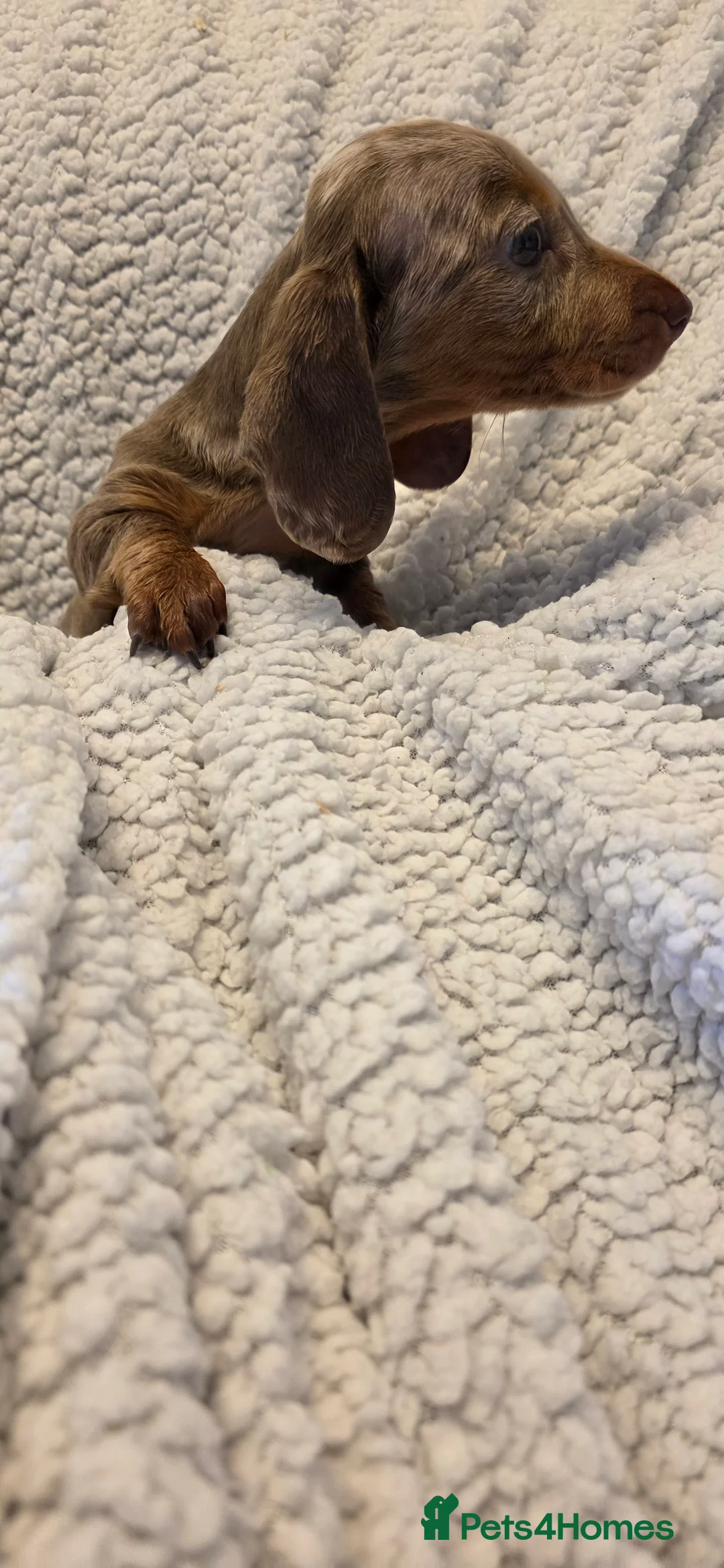 Miniature Dachshund dogs for sale: Miniature dachshund kc reg puppies - Advert 2