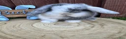 Mini Lop rabbits for sale: 🥰😍Stunning purebred mini lops ready to reserve  - Advert 31
