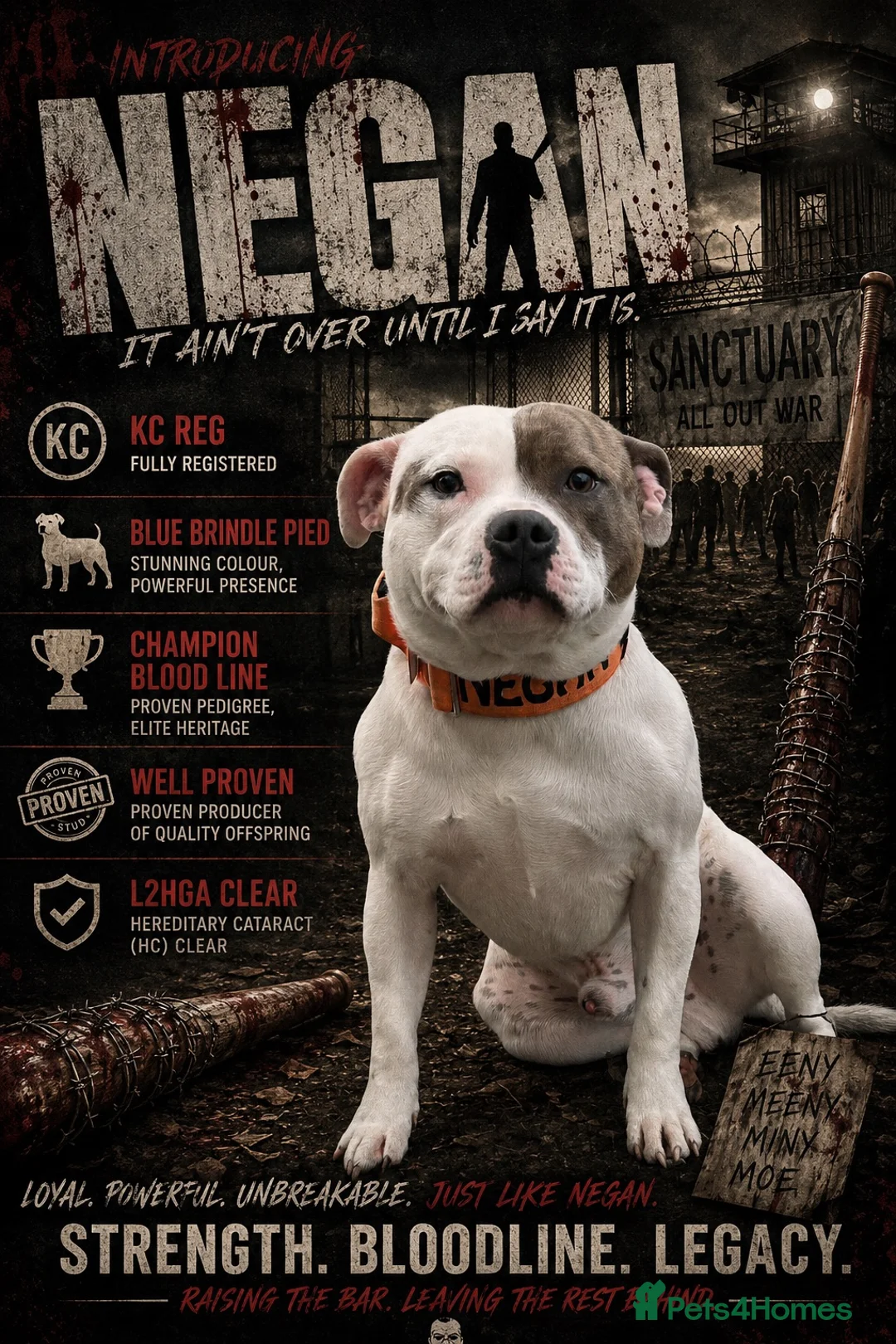 Staffordshire Bull Terrier dogs for stud: kc reg staffys for stud only  in Sheffield - Advert 2