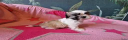 Shih Tzu dogs for sale: Miniature Shih-tzu's  - Advert 13