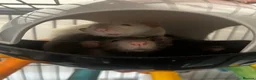 Rat rodents for sale: 4 dumbo rats + cage, food and accessories  in Esher - Advert 14