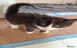 Mixed Breed cats for sale: 9 adorable Disney kitten couples  - Image 39