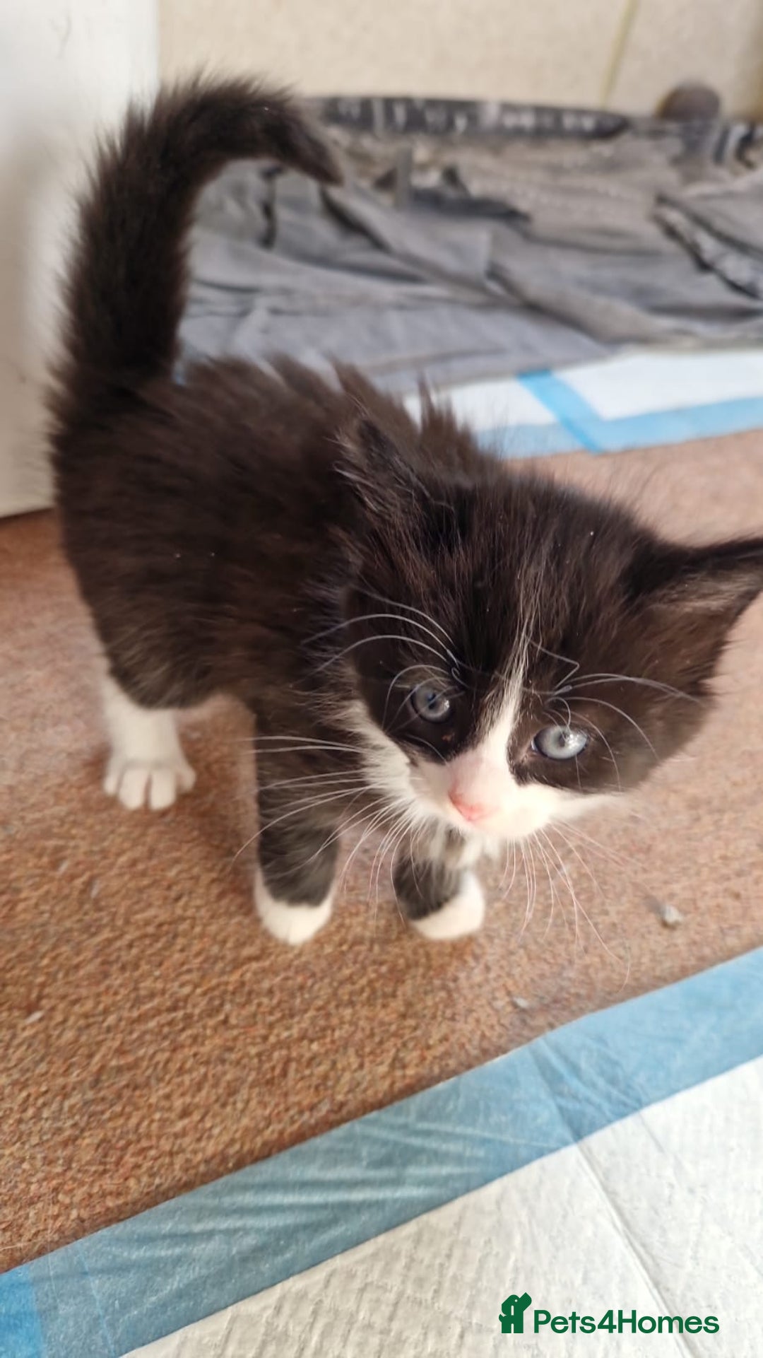 Mixed Breed cats for sale: 9 adorable Disney kitten couples  - Image 39
