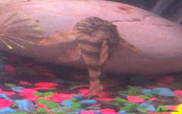 Plecos fish for sale: L015 candy stripped pleco - Image 6