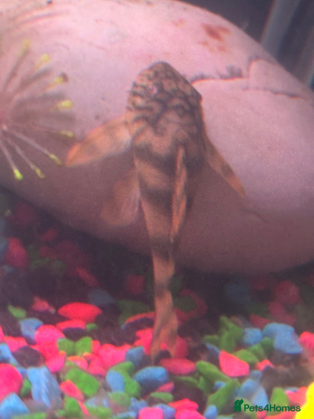 Plecos fish for sale: L015 candy stripped pleco - Image 6