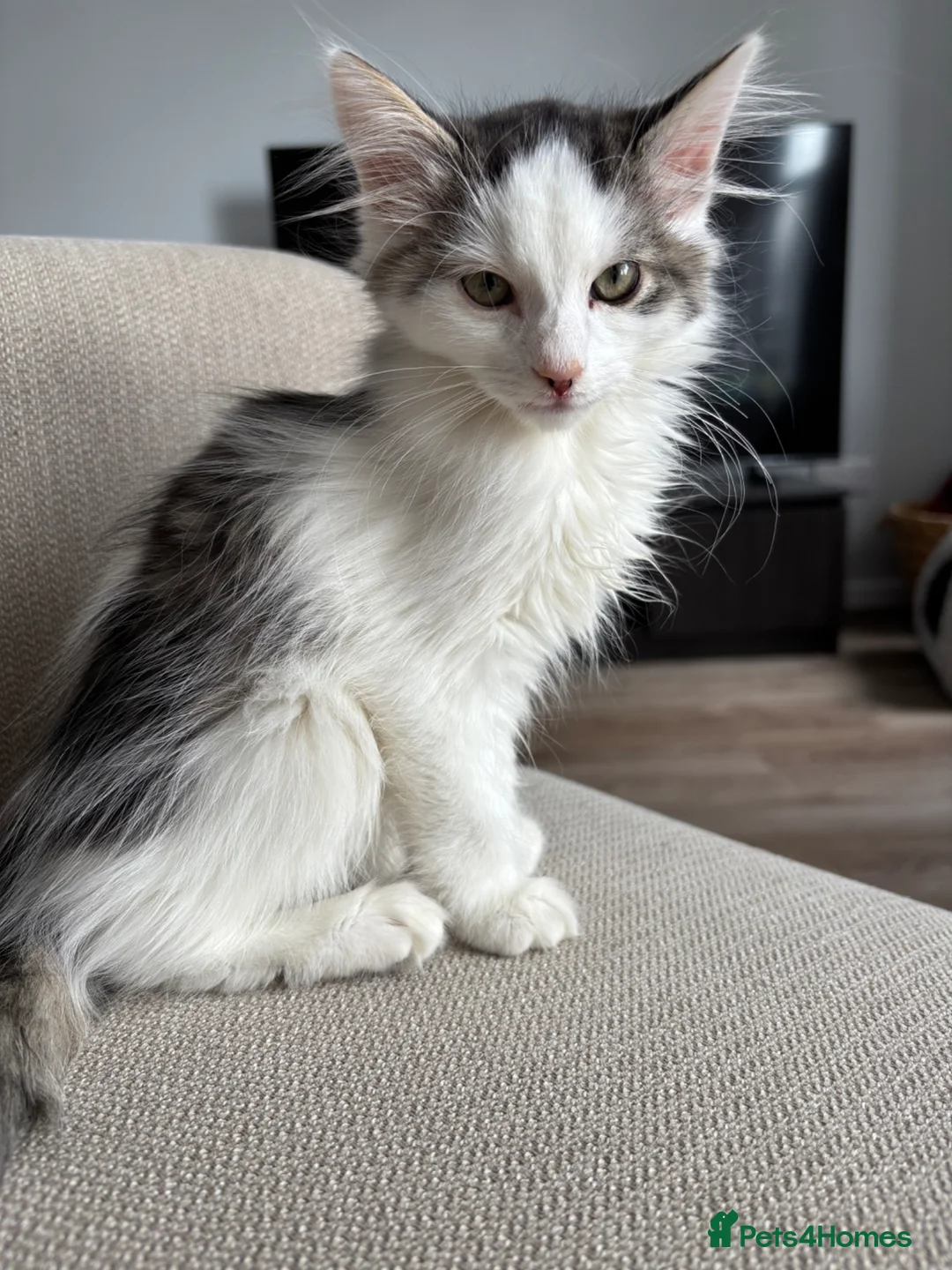 Mixed Breed cats for sale: Adorable young kitten - friendly, and cuddly  - Advert 2