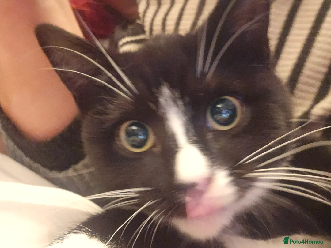 British Shorthair cats for sale: British shorthair cross DSH - Advert 17