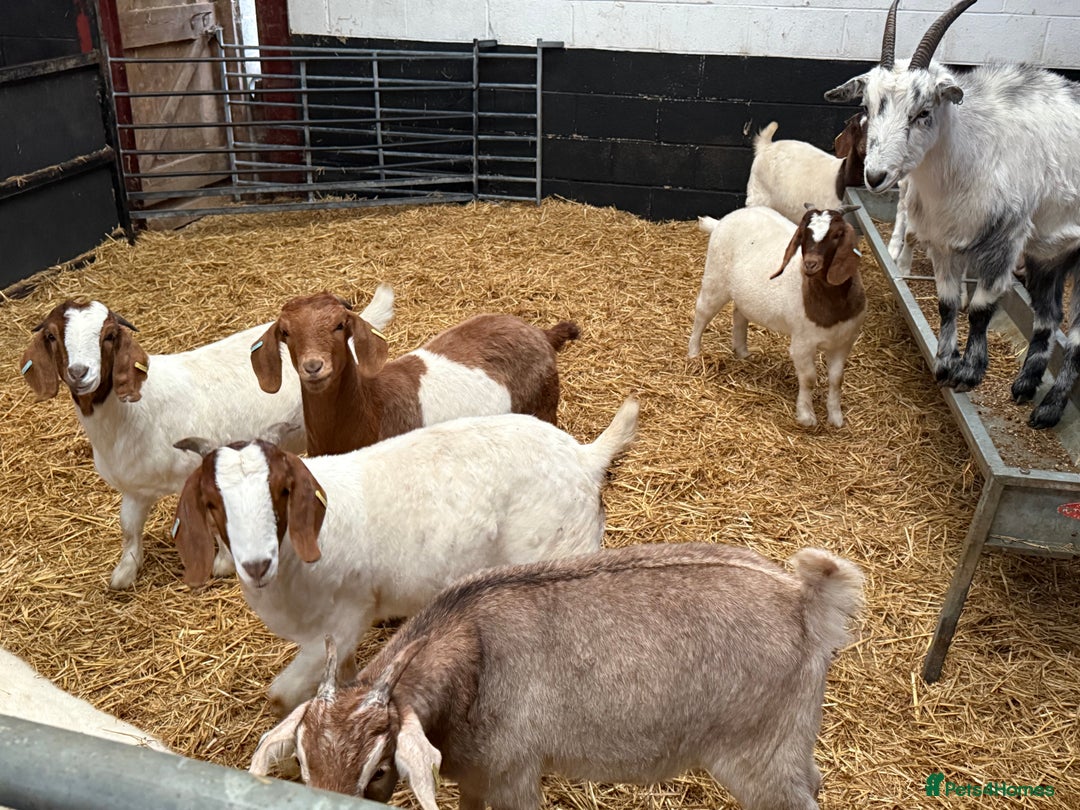 Goats livestock for sale: Boer and Boer X British Alpine Nannies  - Image 3
