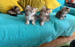 British Longhair cats for sale: British Longhair kittens - Image 12