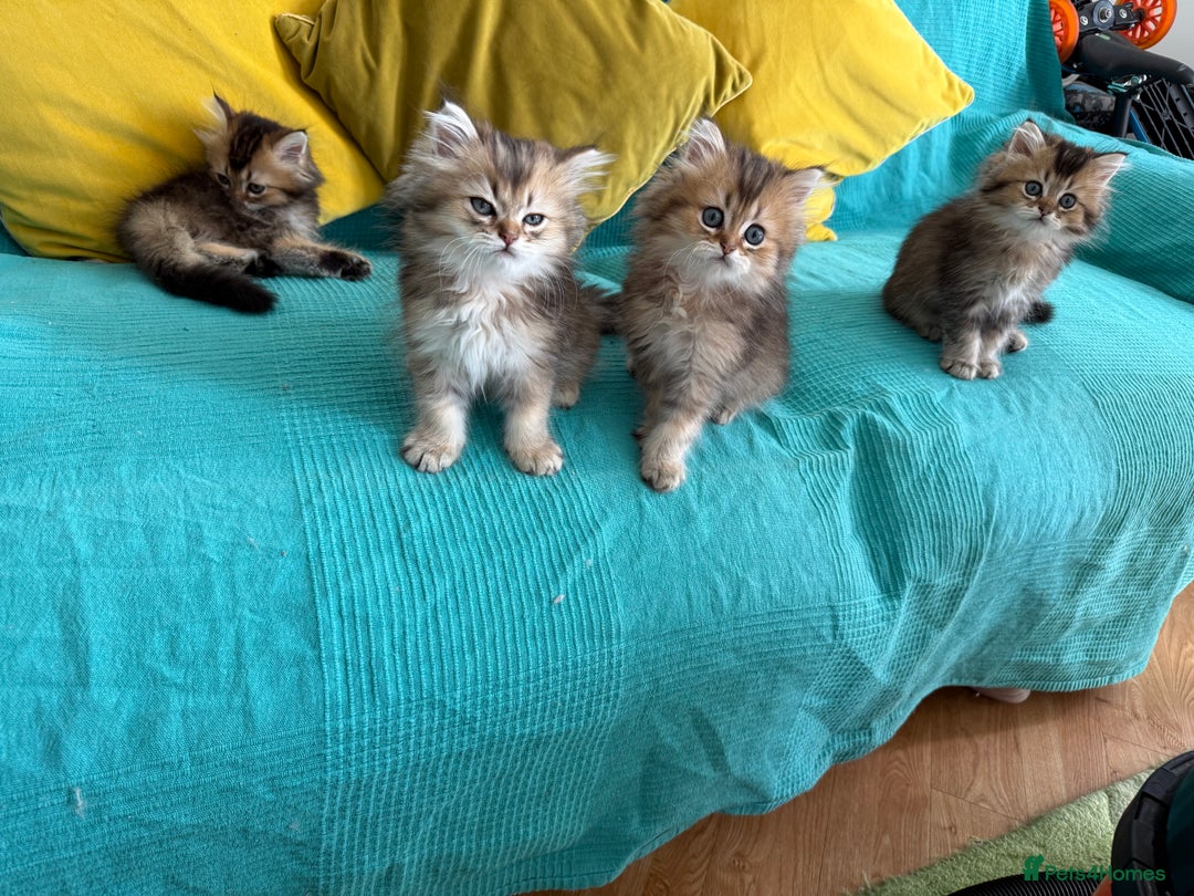British Longhair cats for sale: British Longhair kittens - Image 12
