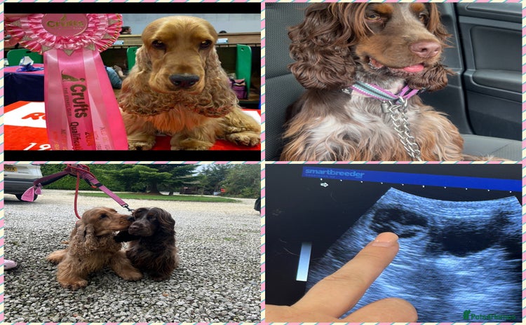 Cocker Spaniel dogs - Advert 1