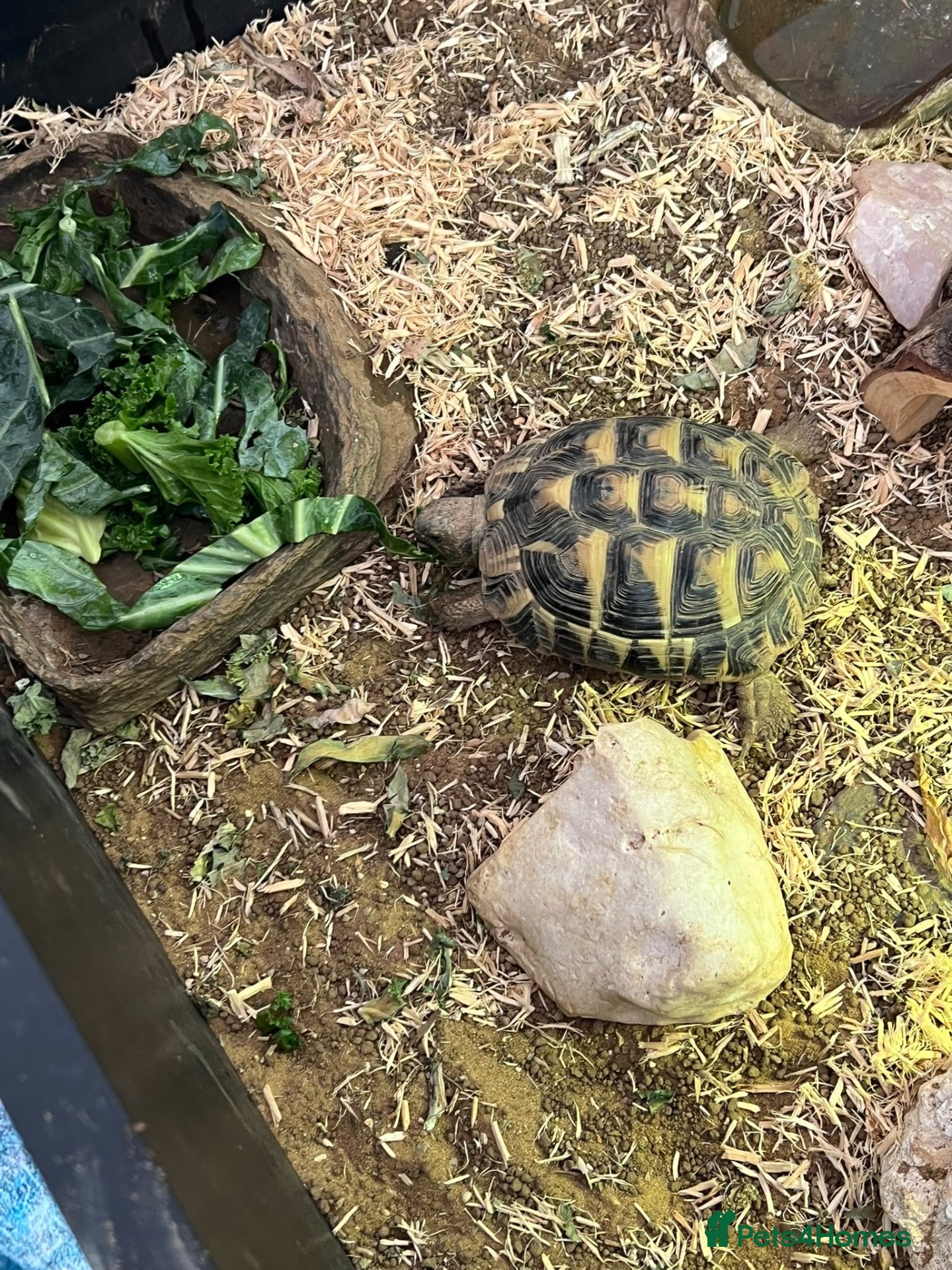 Hermann Tortoise reptiles Herman’s Tortoise Unsexed - Advert 8