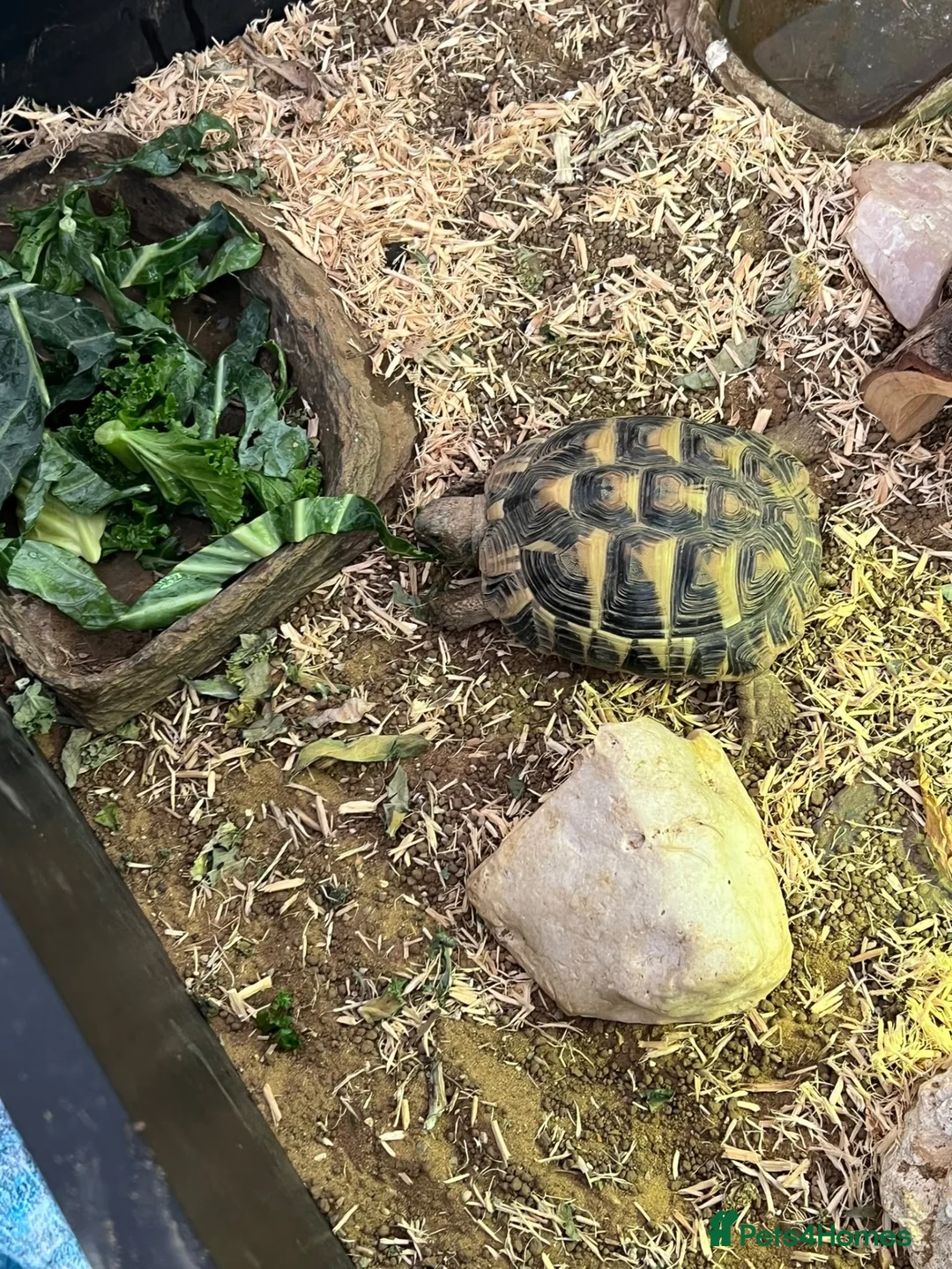 Hermann Tortoise reptiles for sale: Herman’s Tortoise Unsexed in Horley - Advert 1