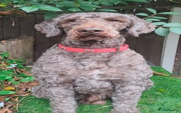 Labradoodle dogs for stud: PROVEN Healthy Labradoodle STUD - Hypoallergenic  - Image 11