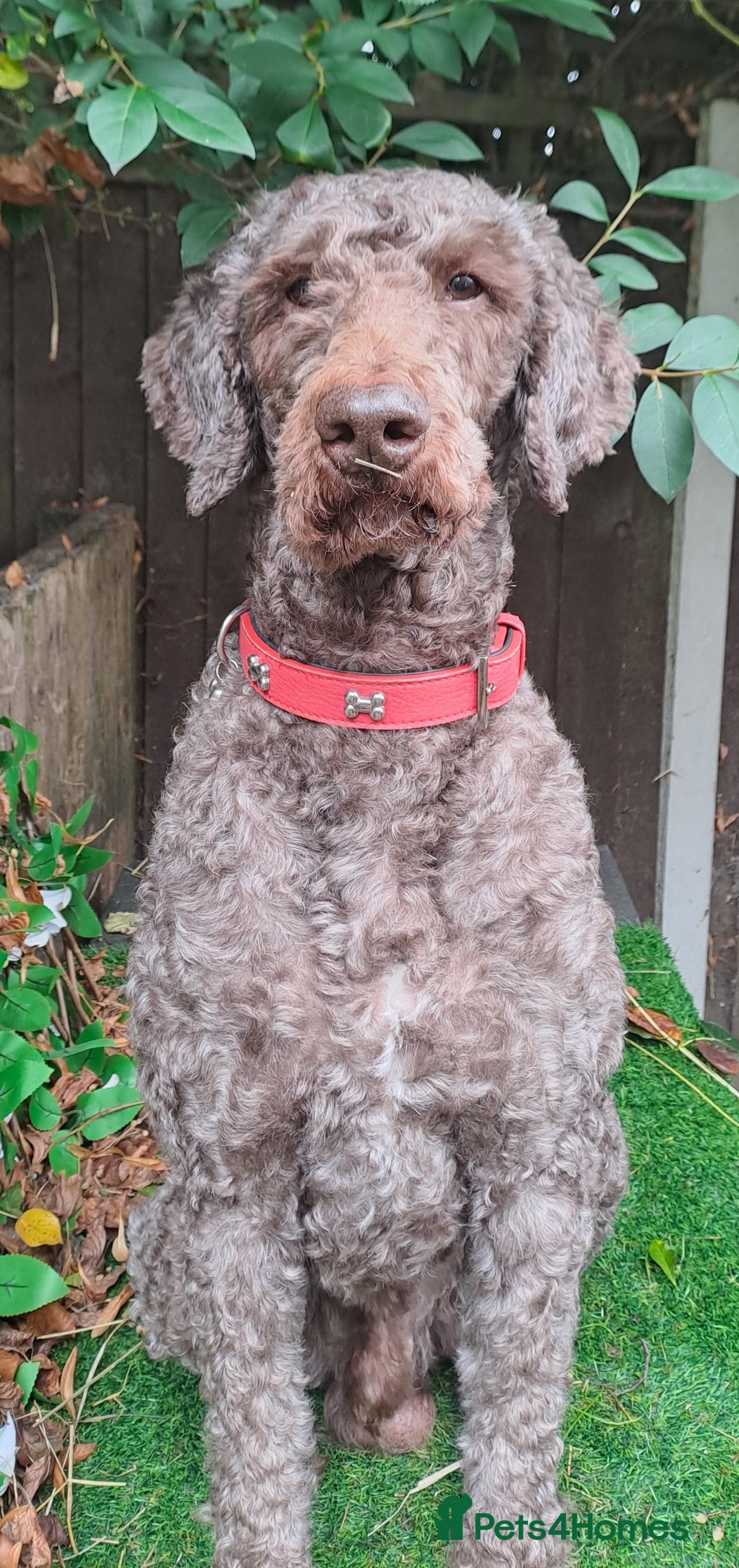 Labradoodle dogs for stud: PROVEN Healthy Labradoodle STUD - Hypoallergenic  - Image 11