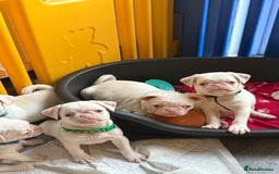Pug dogs for sale: 5 REDUCED PUG PUPPYS🩵 ready to leave  - Image 2