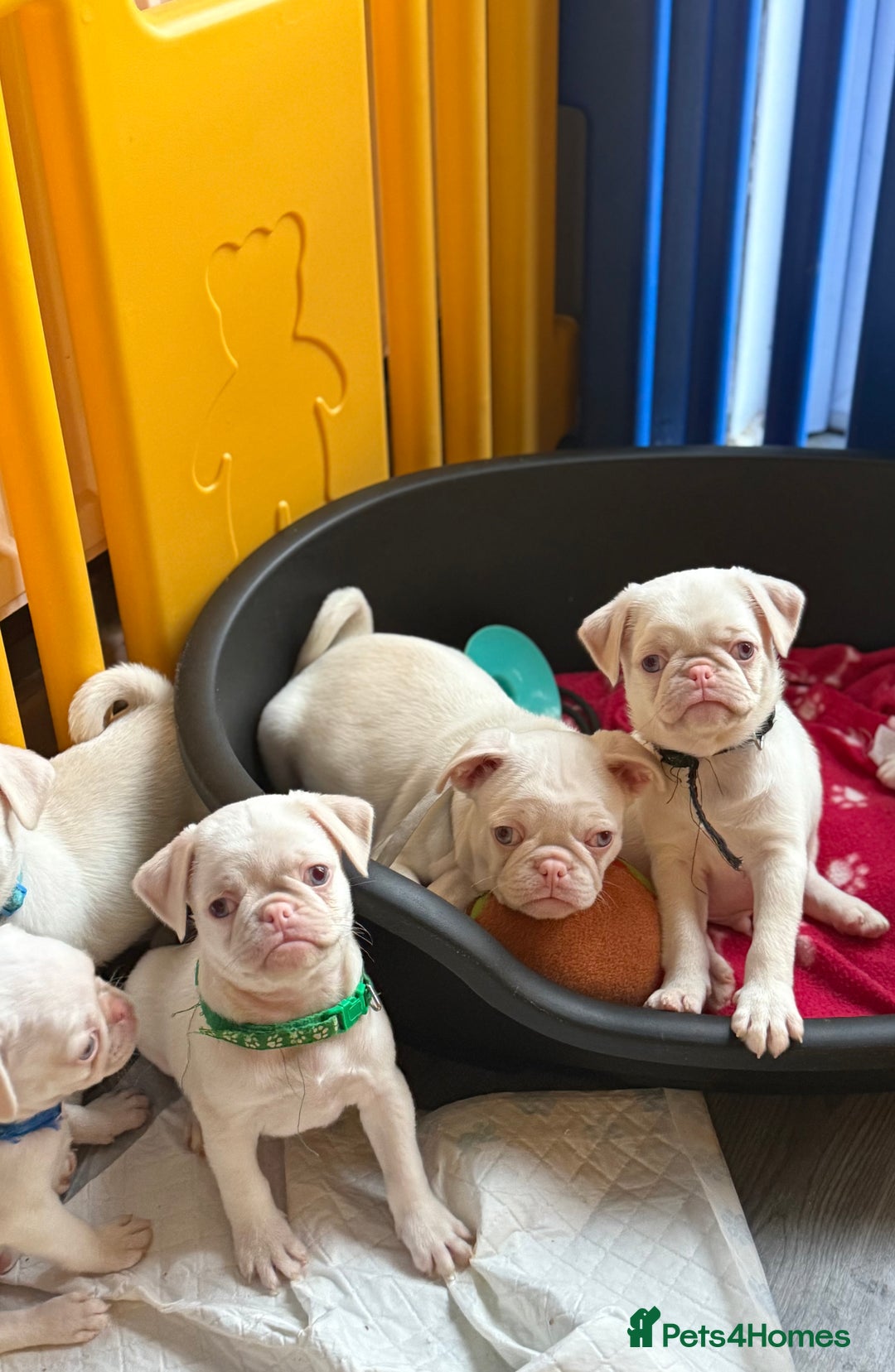 Pug dogs for sale: 5 REDUCED PUG PUPPYS🩵 ready to leave  - Image 2