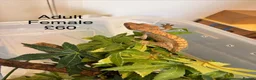 Gecko reptiles for sale: Crested Geckos various  in Burgess Hill - Advert 3
