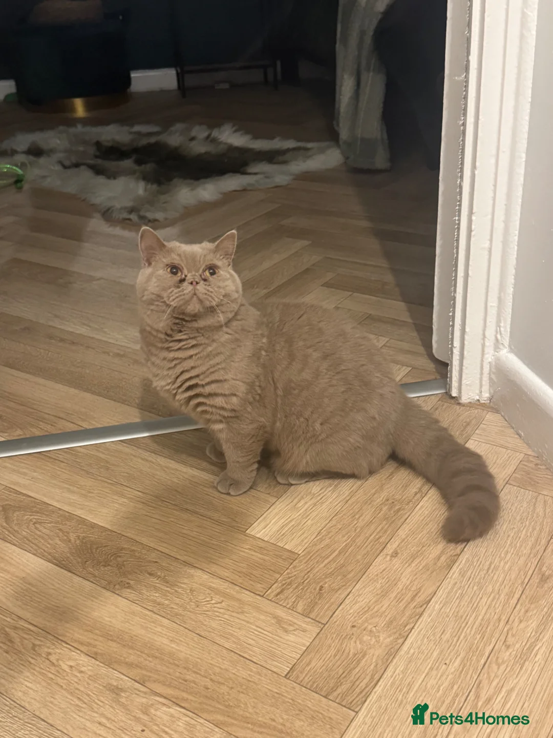 British Shorthair cats for sale: Gccf  fawn boy  - Advert 1