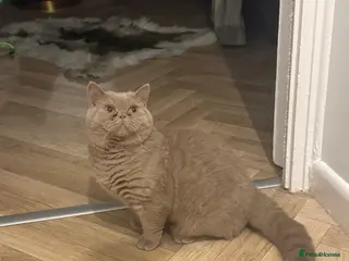 British Shorthair cats Gccf active fawn boy - Advert 1