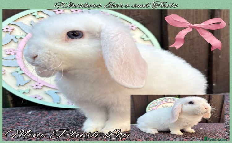 Mini Lop rabbits - Advert 7