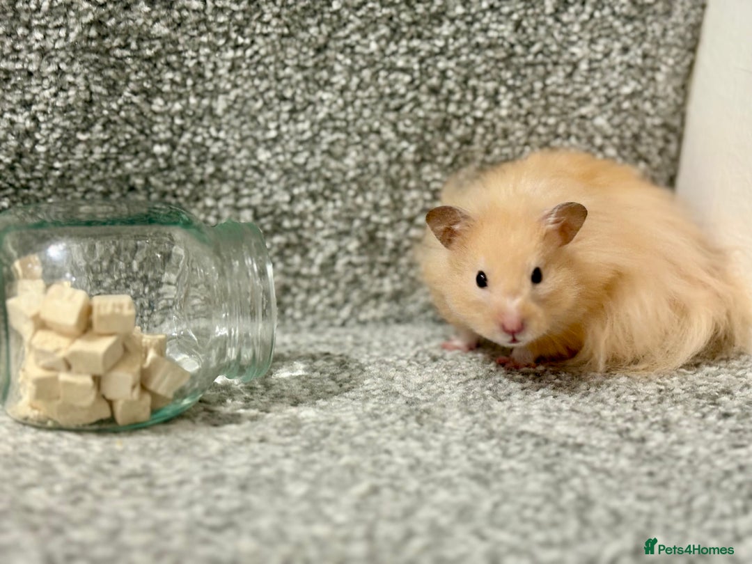 Hamster rodents for sale: Male long haired Syrian hamster - Advert 2