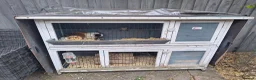 Guinea Pig rodents for sale: 2 Male guinea pig, FREE to good home  in Preston - Advert 5