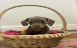 Miniature Dachshund dogs for sale: Minature dachshund pups  - Image 7