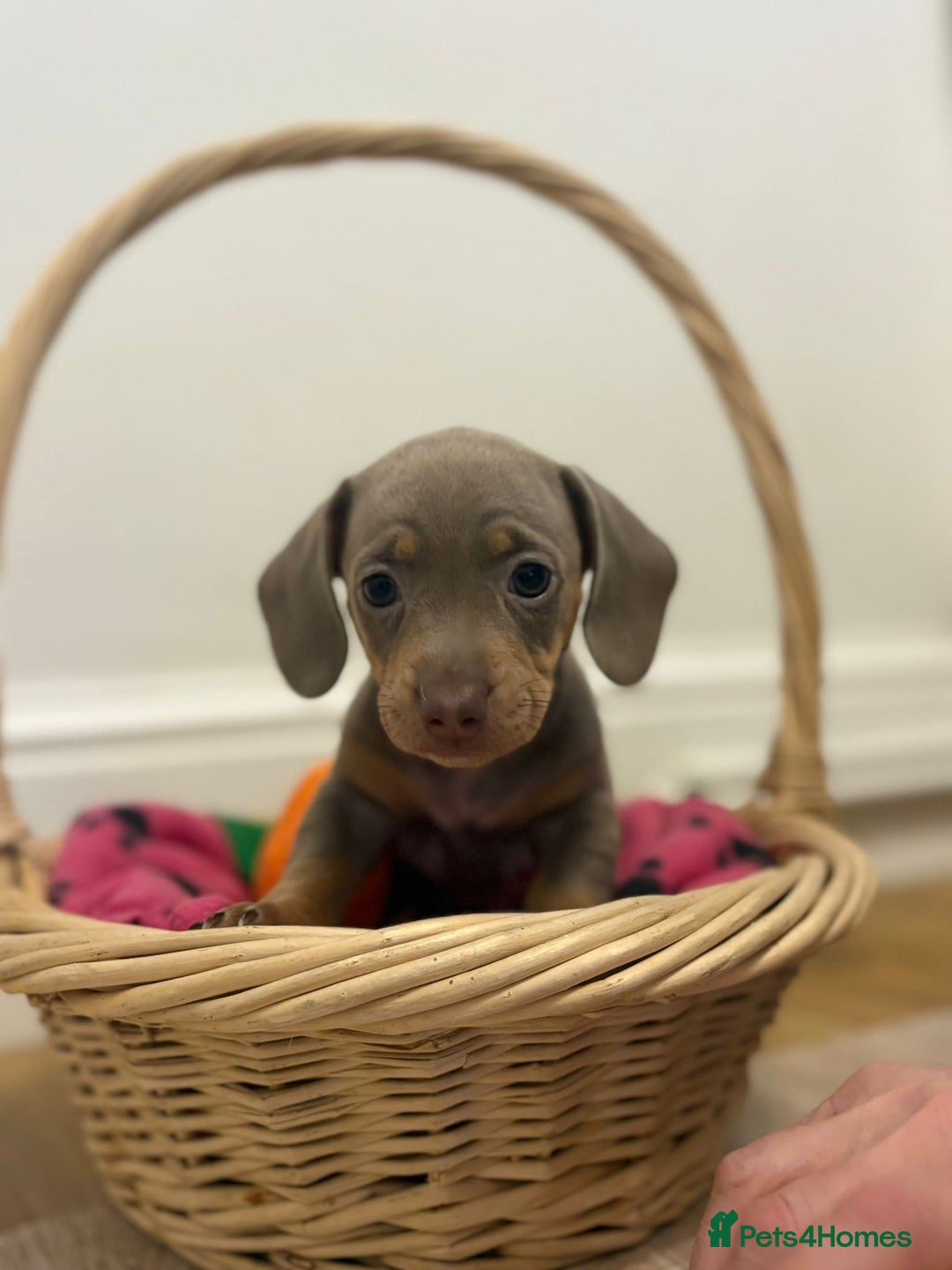 Miniature Dachshund dogs for sale: Minature dachshund pups  - Image 7