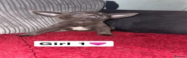 Puppy 1
