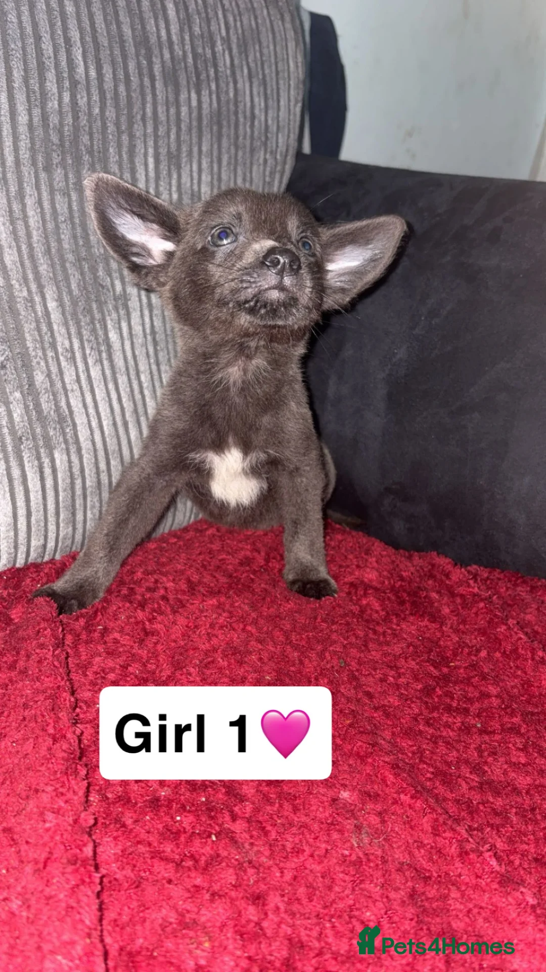 Sheprador dogs for sale: Beautiful pup available now - Advert 2