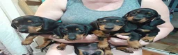 Dachshund dogs for sale: Gorgeous dachshund puppies - Advert 3
