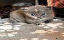 Mixed Breed cats for sale: kittens for sale  - Image 4