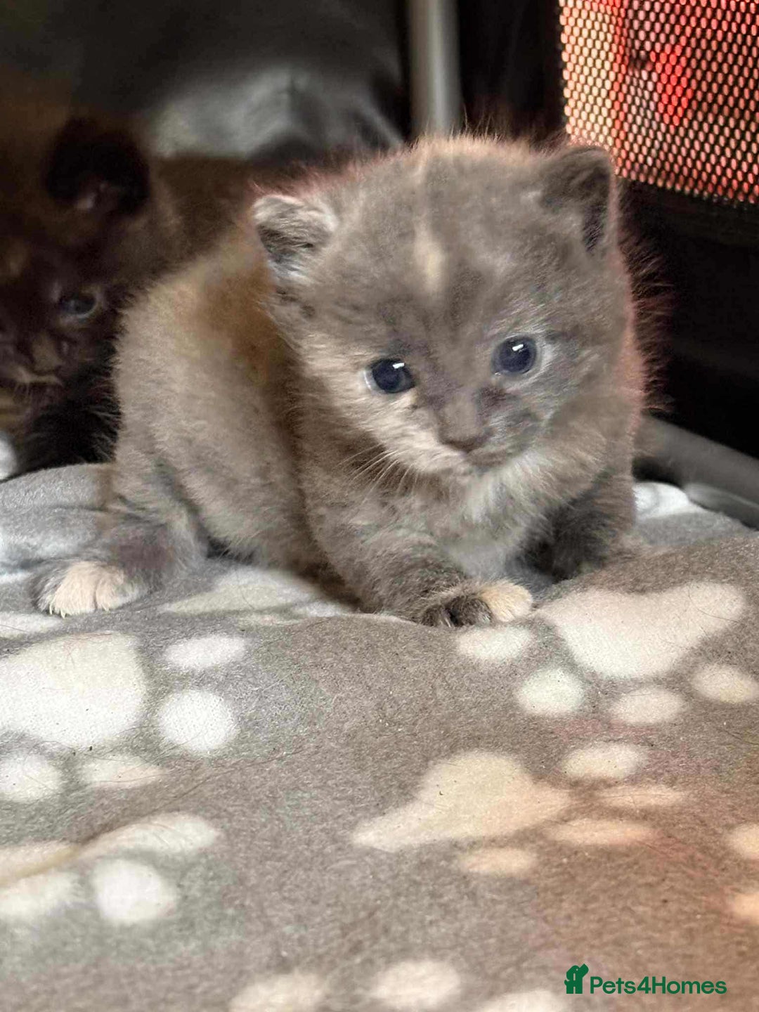Mixed Breed cats for sale: kittens for sale  - Image 4