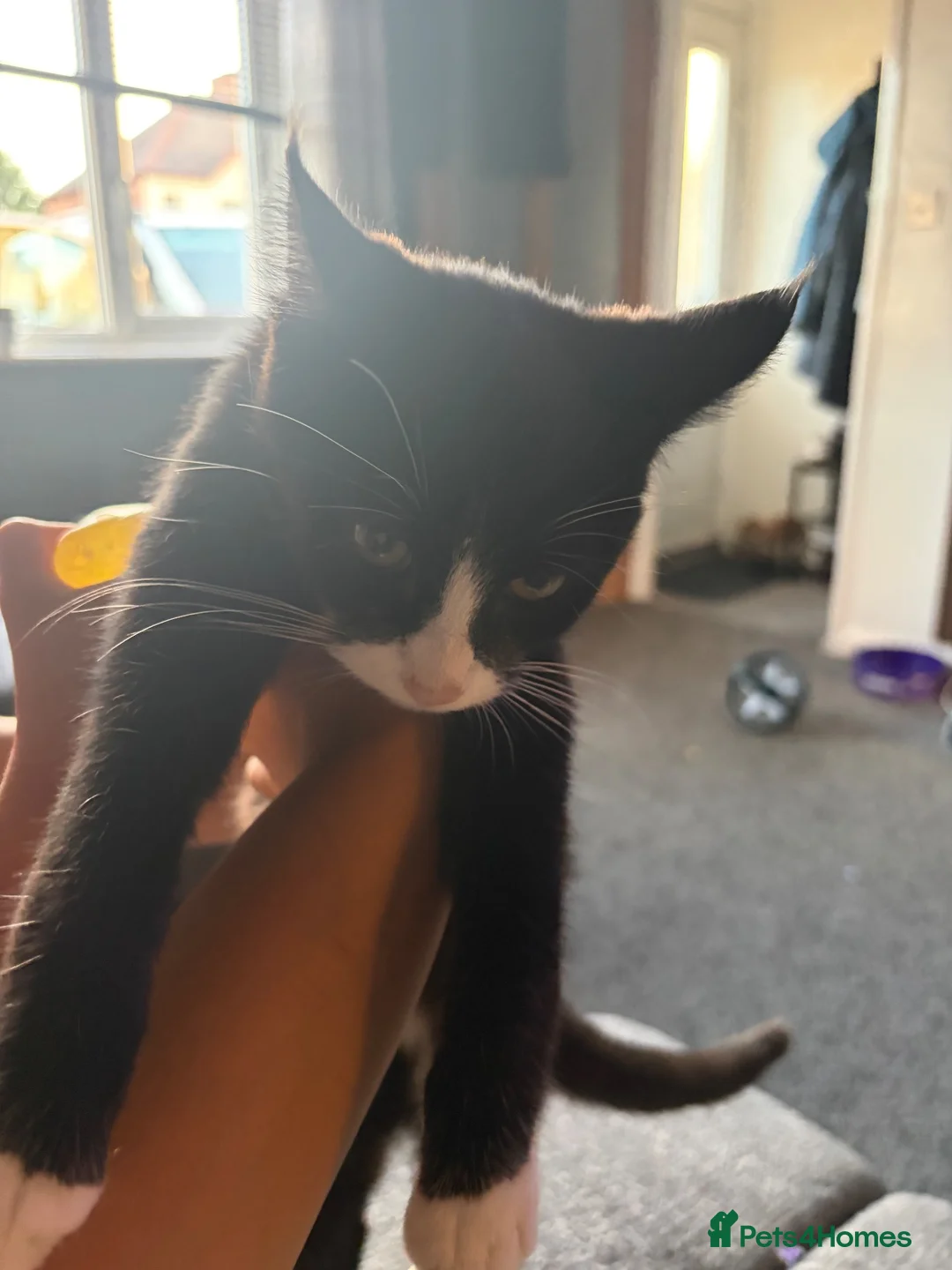 Mixed Breed cats for sale: Kitten - Advert 6