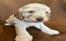Cockapoo dogs for sale: cockapoo F1 - Image 15