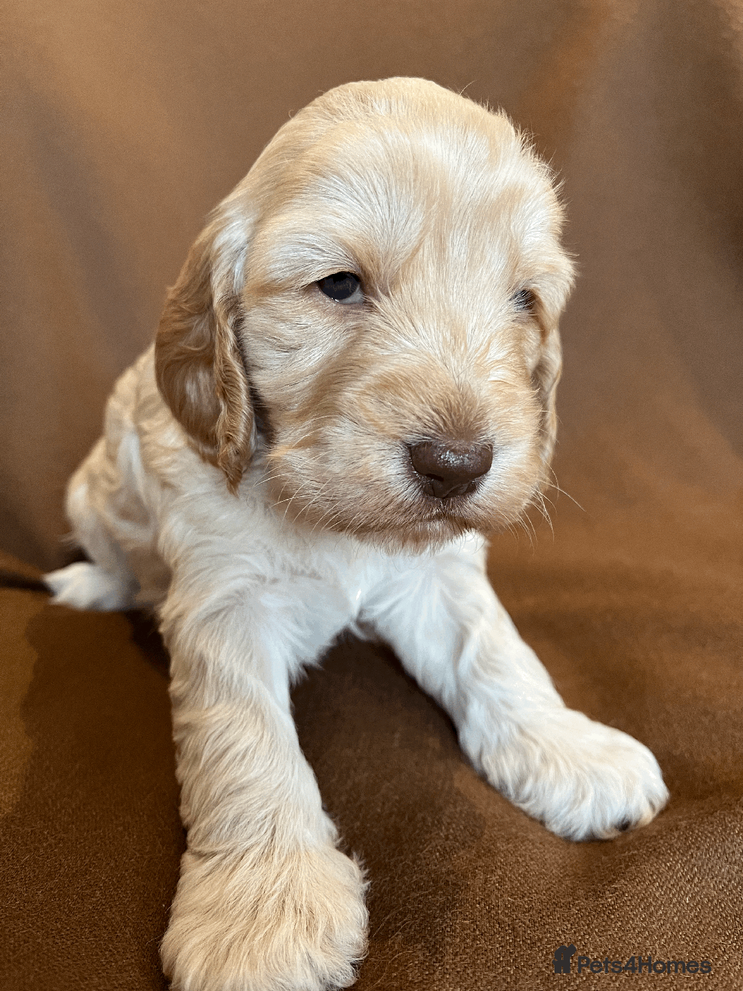Cockapoo dogs for sale: cockapoo F1 - Image 15