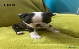 Boston Terrier dogs for sale: Boston terriers for sale - Image 22
