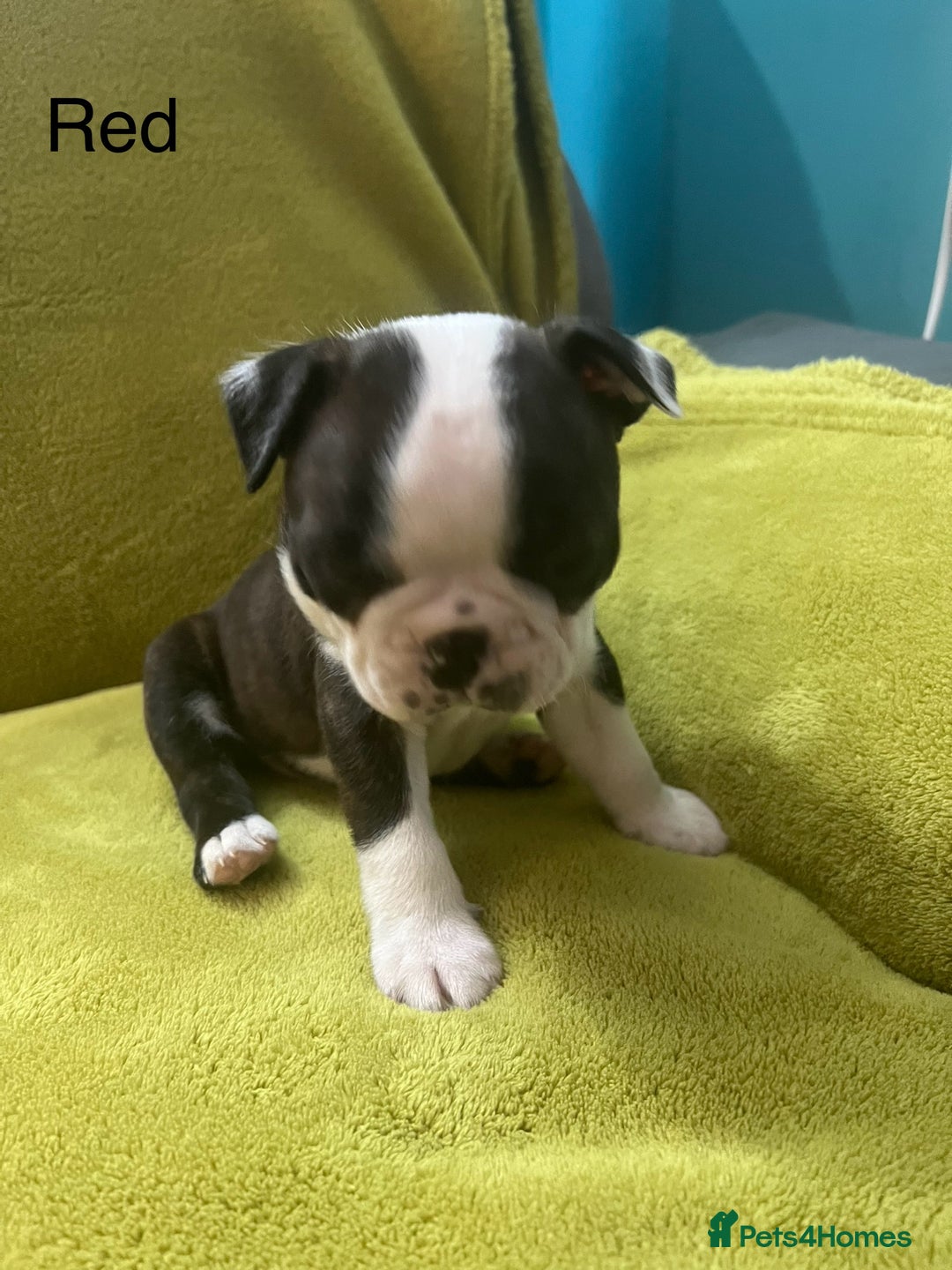 Boston Terrier dogs for sale: Boston terriers for sale - Image 22