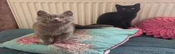 British Shorthair cats for sale: British shorthair kittens  - Advert 8