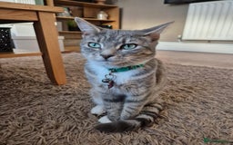 Mixed Breed cats for sale: 2 female mixed cats  - Image 2